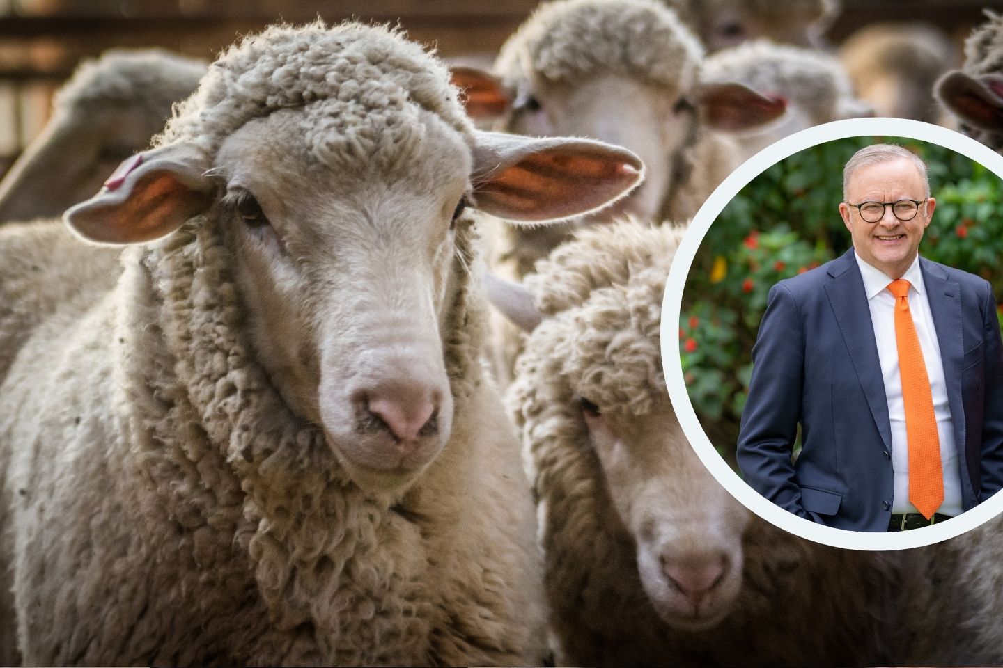 Albanese rules out more sheep export aid